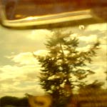 pivo